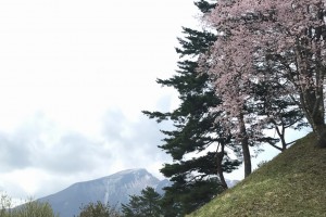 5月6日 庭園の桜と磐梯山