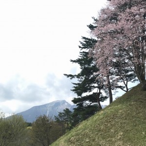 5月6日 庭園の桜と磐梯山