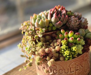 【H29】多肉屋 a LITTLE FIELD：多肉植物の魅力を届ける 苗と寄せ植えの販売